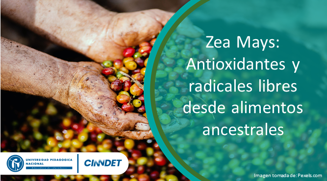 ZEA Zea Mays: Antioxidantes y radicales libres desde alimentos ancestrales
